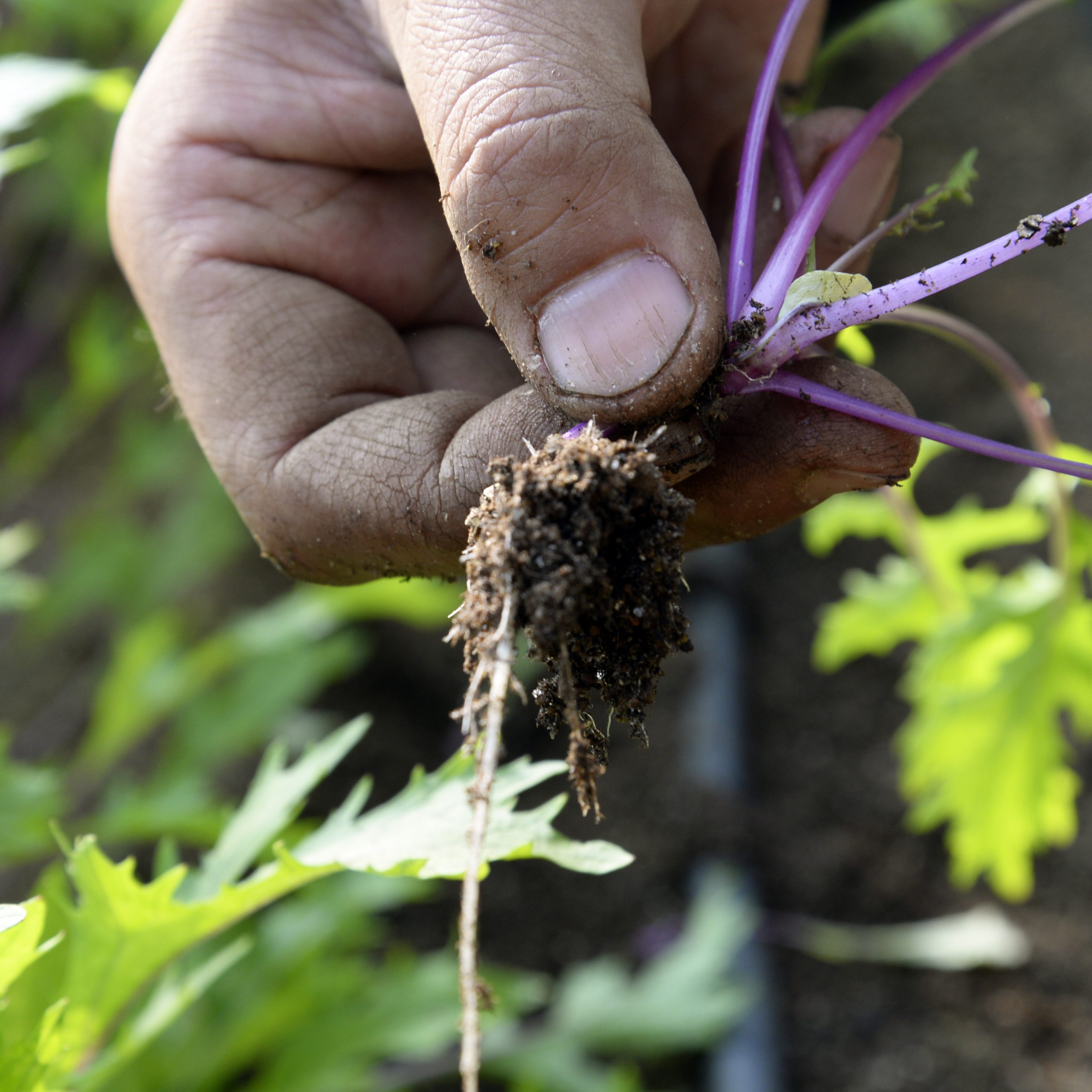 Acquired organic JAS certification
